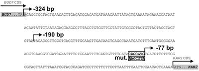 Single-Cell Approach to Monitor the Unfolded Protein Response During Biotechnological Processes With Pichia pastoris